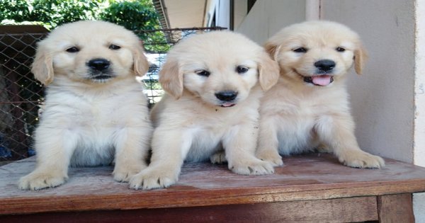 ลูกสุนัขโกเด้นโครงสร้างใหญ่